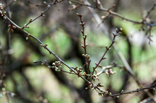 new buds of an old fruit tree in early spring