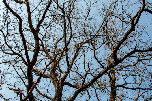 leafless old tree in early spring against great blue sky