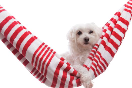 A pretty white maltese terrier relaxing in a beach towel hammock with one paw handing out.