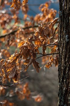 Nice autumn scene in beech forest with great sunlight