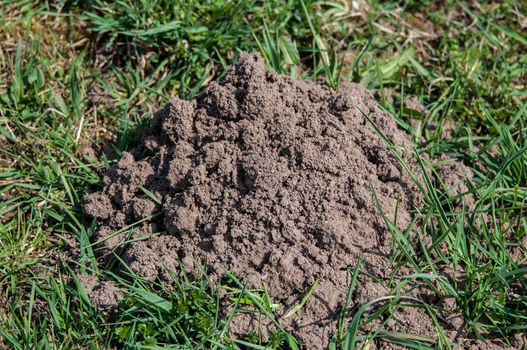 Fresh molehills at meadow in the morning