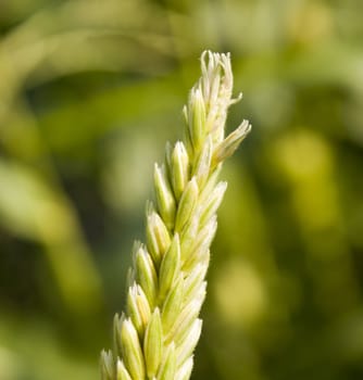 Tip of the corn tassel laying against the green crops in the background. shallow depth of field