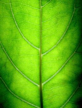 Macro shots of a big green leaf