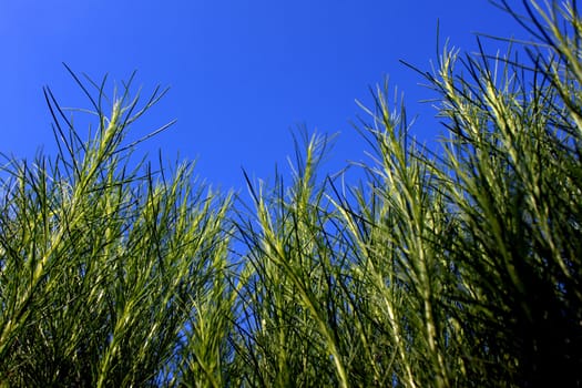 Stick leaves of an ornamental plants isolated on clear blue sky