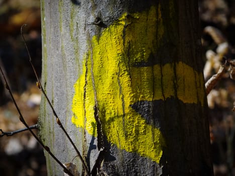 Yellow arrow on a tree trunk