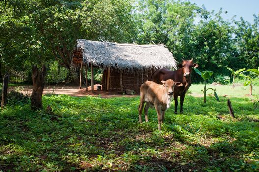 Cows in front of of traditional asian rural clay house with coconut leaves roof