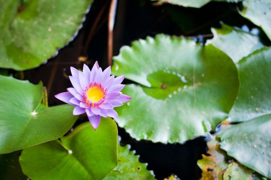 Lilac lotus flower with leaves on background. Selective focus on the flower.