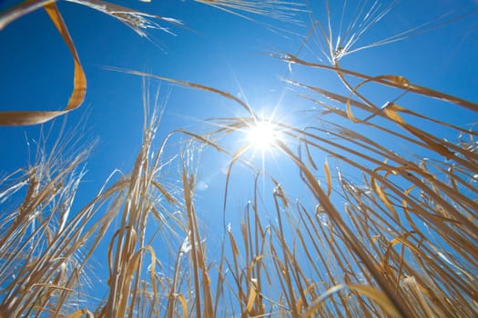 growing wheat and sun in the sky