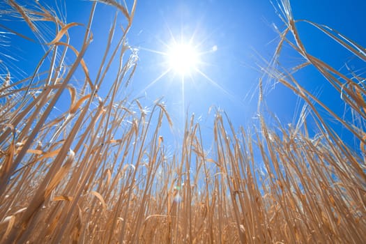 growing wheat and sun in the sky