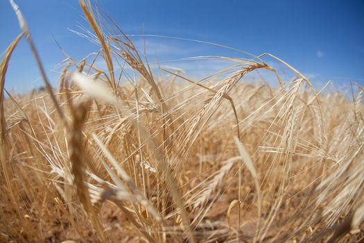 growing ears of wheat and blue sky