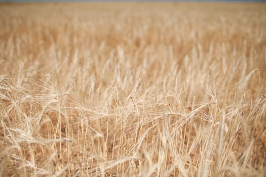 background of large wheat field