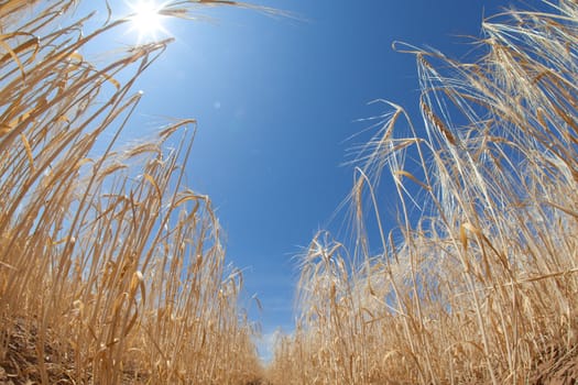 growing wheat and sun in the sky