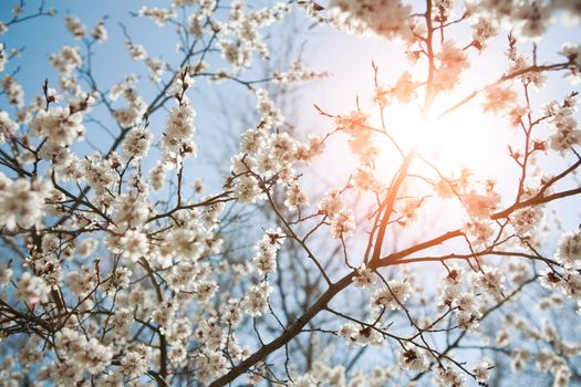 background of spring sky and flowers