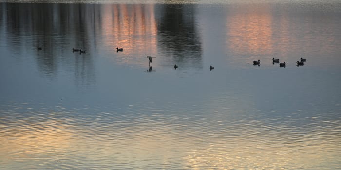 Ducks on the water