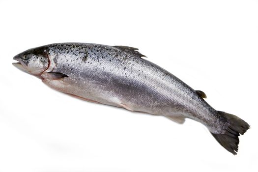 Whole salmon isolated on white 