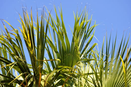 Blue sky through green fronds