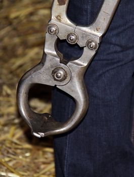 Castration of a bull calf by means of Burdizzo pliers