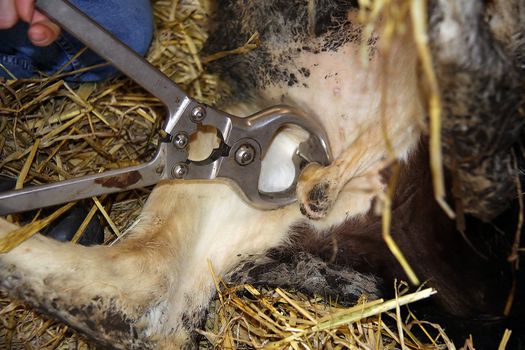 Castration of a bull calf by means of Burdizzo pliers