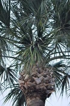 Palmetto Tree