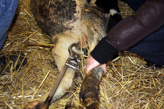 Castration of a bull calf by means of Burdizzo pliers