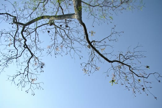 Tree branch with look up view