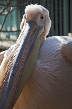 great white pelican in london gardens, uk