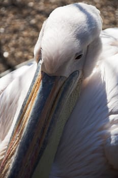 great white pelican in london gardens, uk