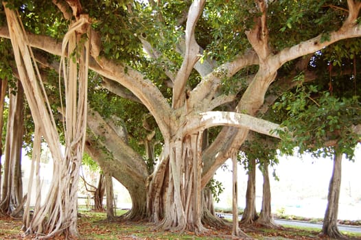 Jupiter Florida Tree