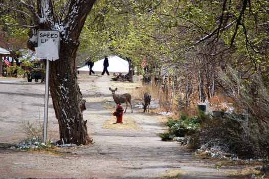 Lincoln New Mexico - Deer in the Street