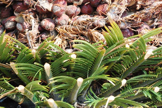 Palmetto Tree Trunk background