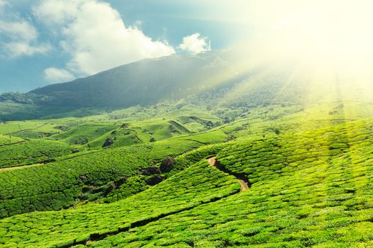 Tea plantations. Munnar, Kerala, India