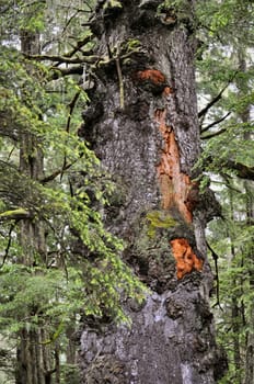 Sitka ancient tree