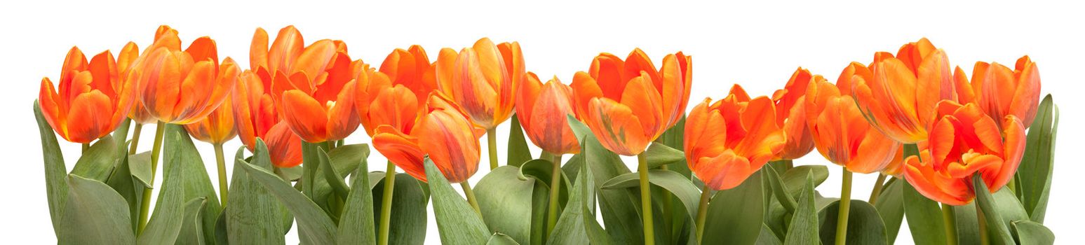 Fresh Orange Tulips Isolated on White Background