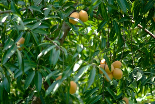 Marian plum on the tree