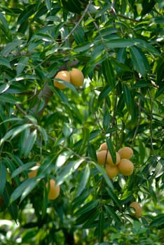 Marian plum on the tree