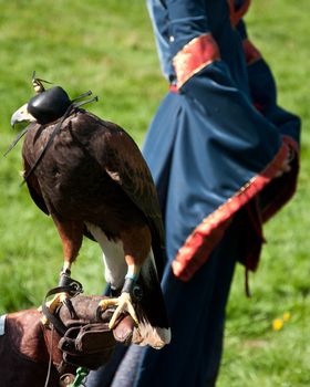A falconer at a medieval fair near Edinburgh, Scotland