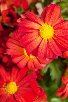 Macro view of red flowers and green leaves