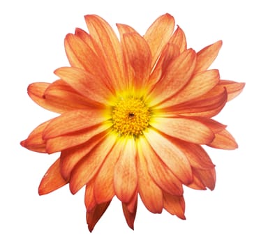 Macro view of red flower isolated on the white background
