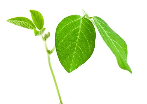 Fresh soy leaves isolated on white