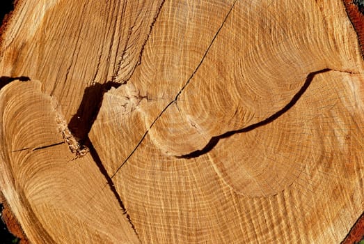 Texture of cut oak can reveal his age
