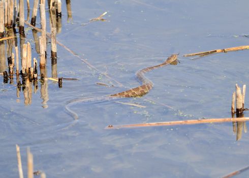 Northern Water Snake swimming in a marsh with tongue out.