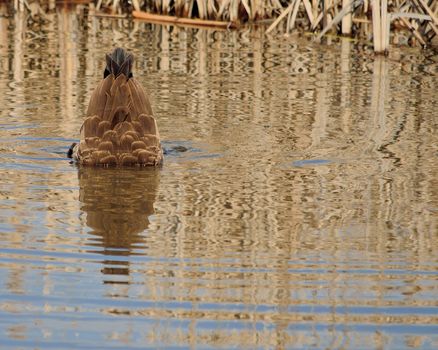 Canada Goose under water feeding in a marsh.