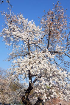 Cherry blossom flower tree on a sky background