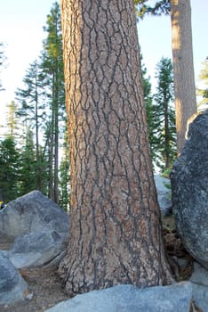 closeup of brown Pine Tree Bark Texture Background