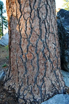 closeup of brown Pine Tree Bark Texture Background