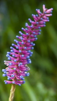 pink blue Aechmea apocalyptica gamesopela bromeliad flower in rosette formation in bloom in spring