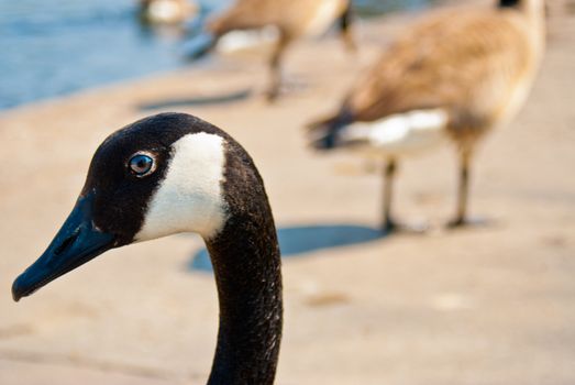 A Canadian Goose gets close to the photographer.