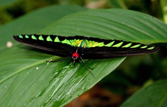 malaysian bird wing butterfly on a green leaf