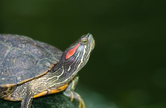 the tortoises is waiting on the waters edge