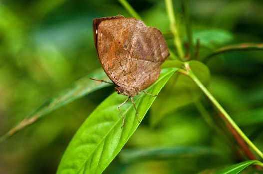 a beautiful butterfly insect  in the garden